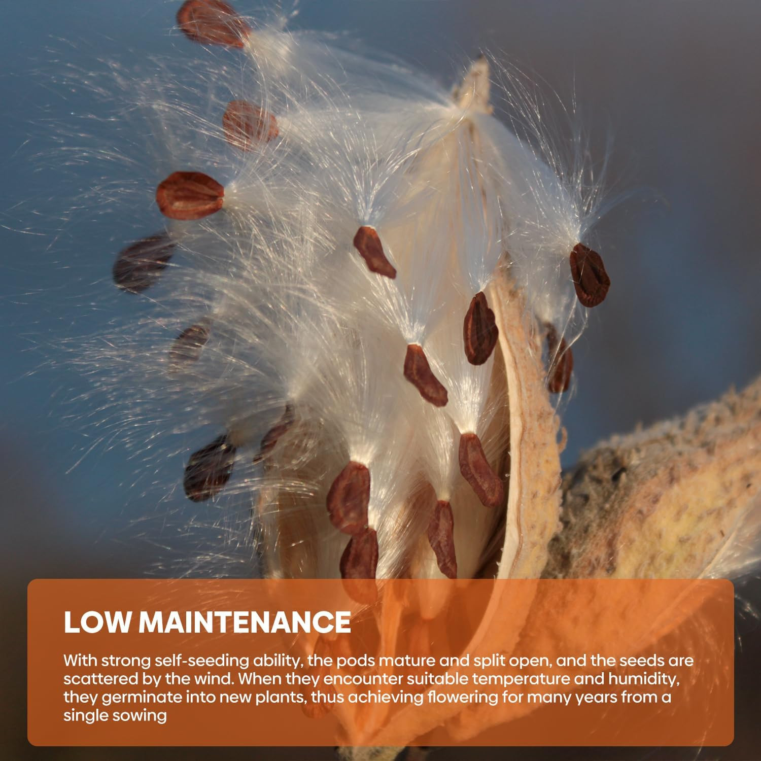 Milkweed Seeds for Planting, Attract Monarch Butterflies & Pollinators, 5 Indivi