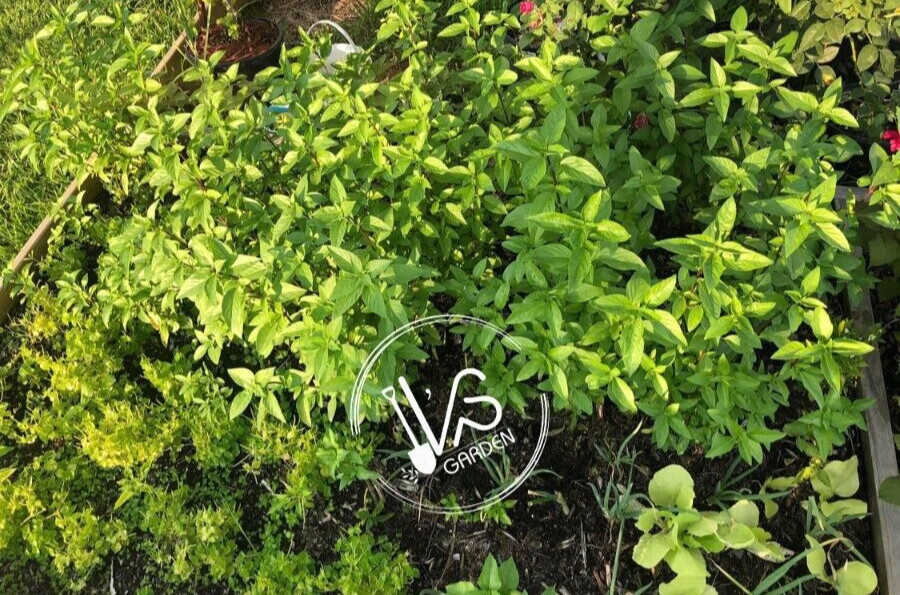 500+PCS THAI BASIL, OCIMUM BASILICUM SEEDS, HẠT HÚNG QUẾ | 90% GERMINATION |