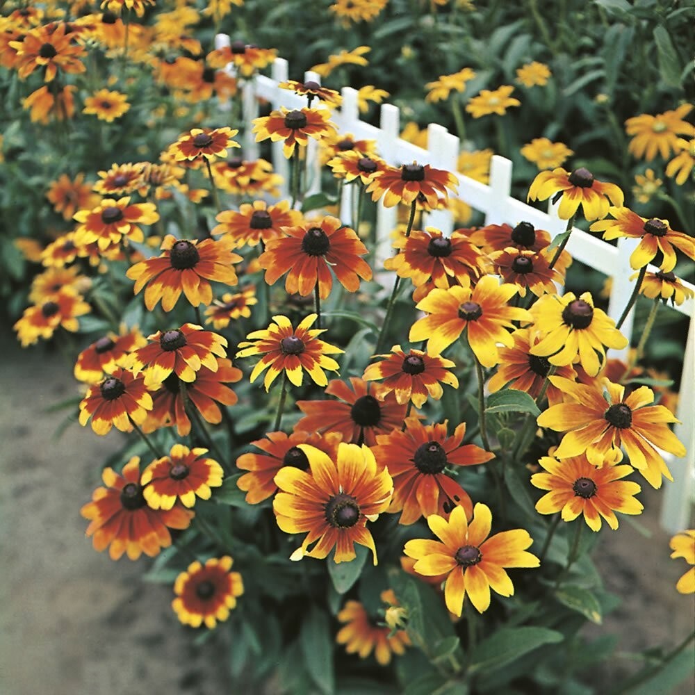 35 Rudbeckia Rustic Mix seeds