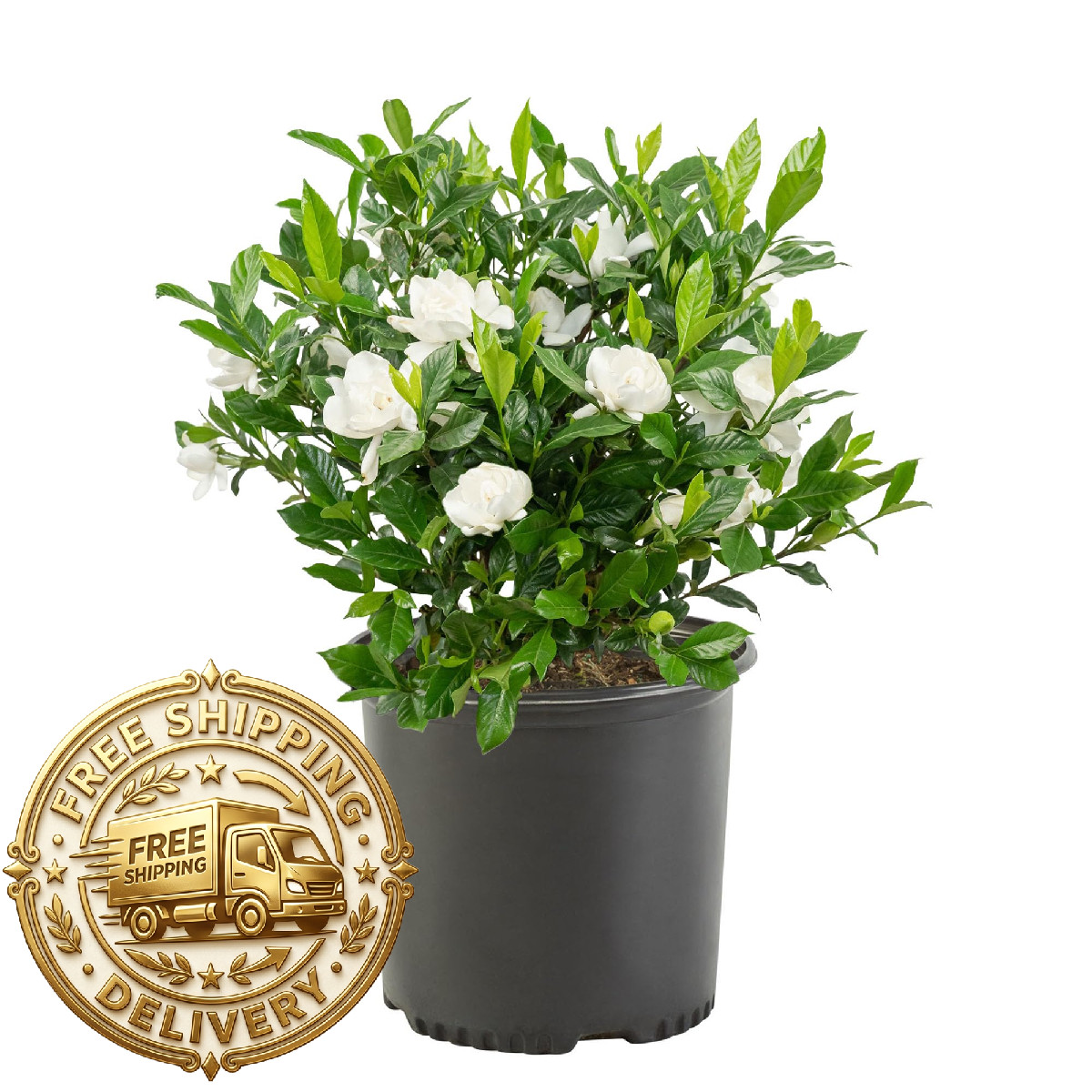 Generic Shrub 2.5 Qt. August Beauty Gardenia