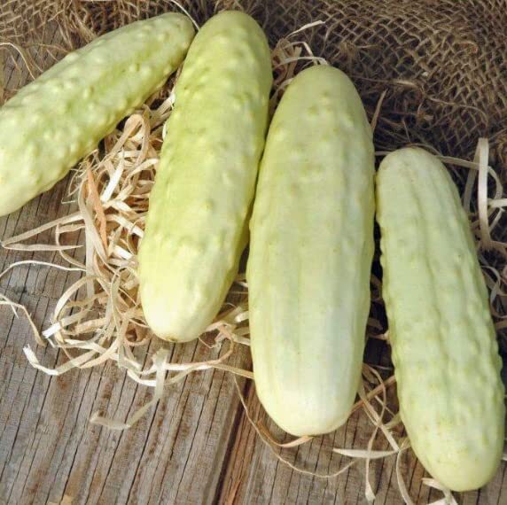 Silver Slicer Cucumber Seeds for Planting – Marketmore Cucumbers (50 Seeds)