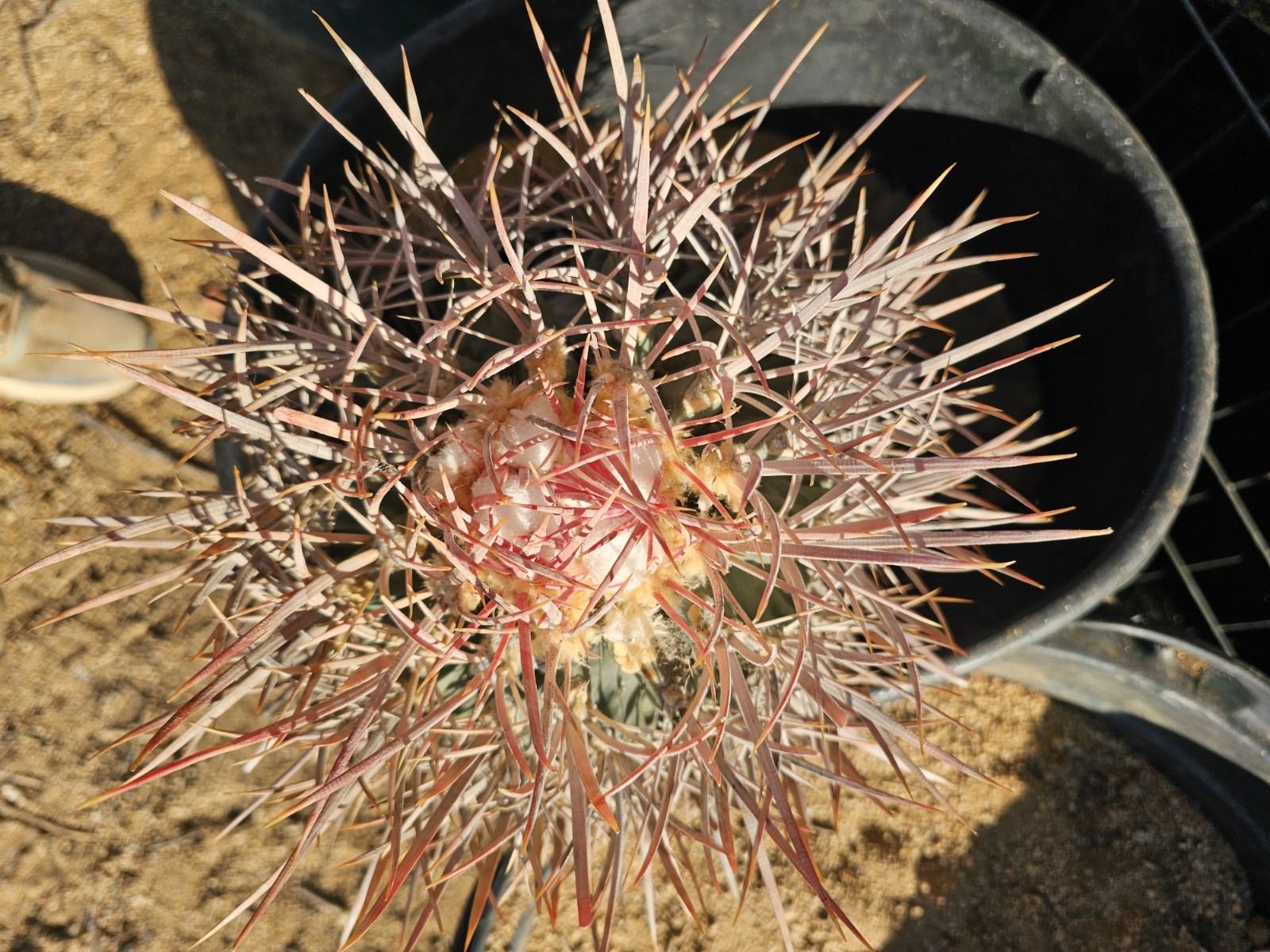 E. Polycephalus, 11″ Tall, 10″ Wide
