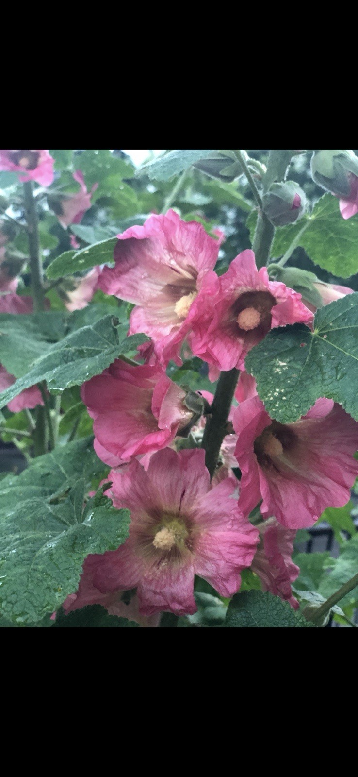 GIANT HOLLYHOCK MIXED COLORS 50 SEEDS, HARDY PERENNIAL, EZ TO GROW, USA SELLER