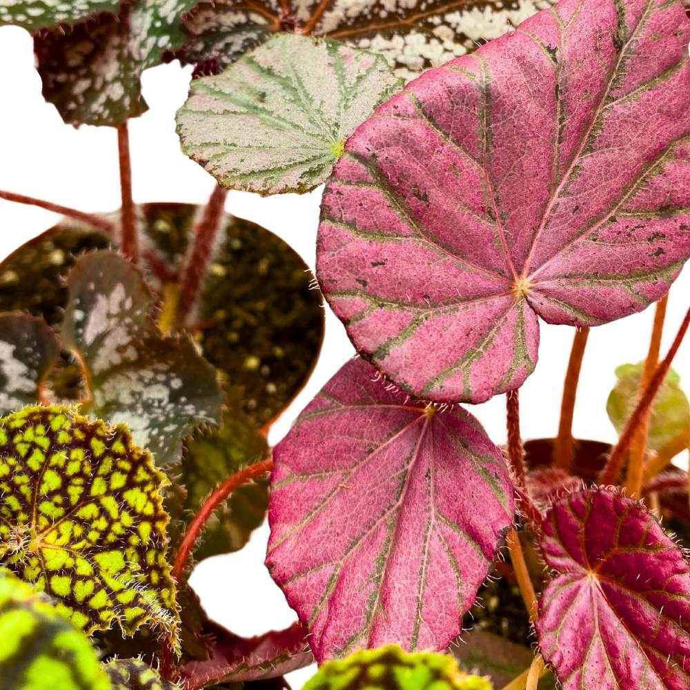 Harmony’s Rhizomatous Begonia Assortment, 4 inch 3 Different Rhizo Begonias