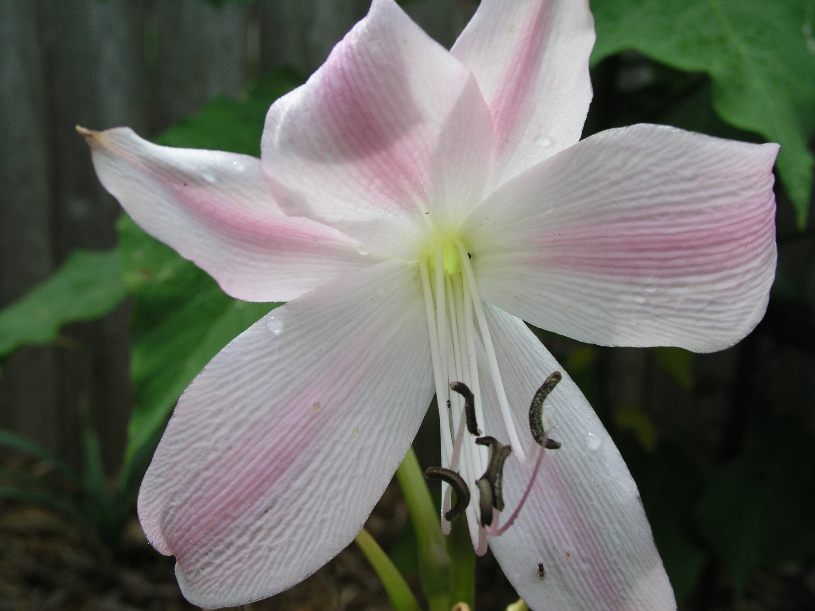 Crinum Lily, Worsleyi, Jumbo, blooming-size bulb, NEW