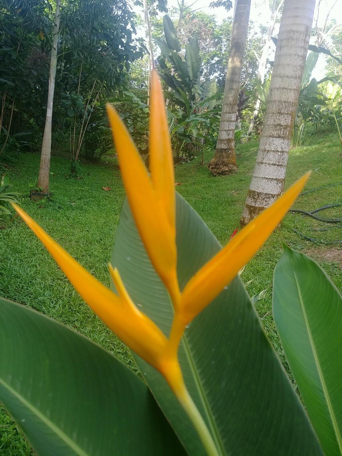 2 DWARF HELICONIA GOLDEN TORCH LIVE RHIZOMES TROPICAL PLANT