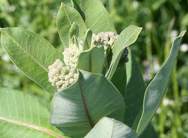 Asclepias syriaca | Common Milkweed | 100 Seeds