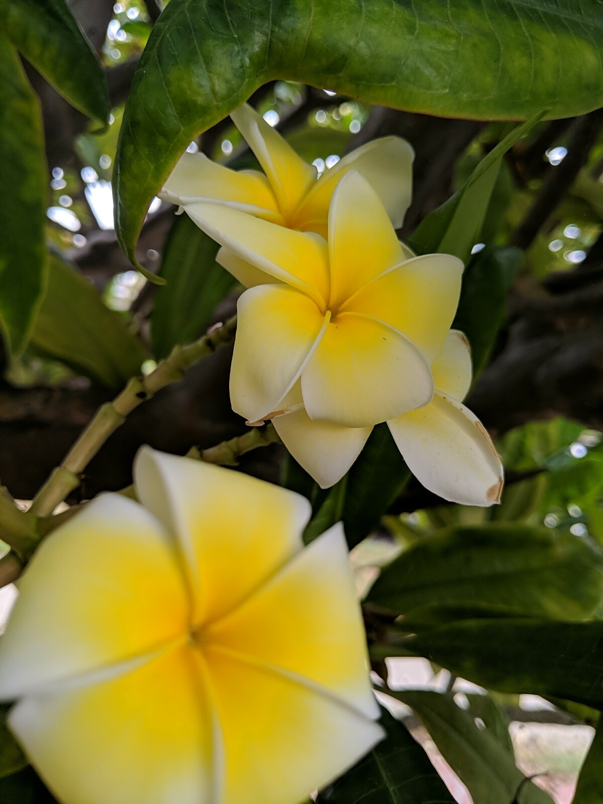 High Quality Plumeria Cuttings – White or Rainbow! – 8-12 inch Unrooted