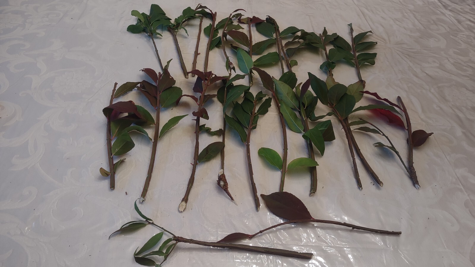 22+Cherry Laurel Fresh unrooted Cuttings Shrubs Hedges Trees Organic grow