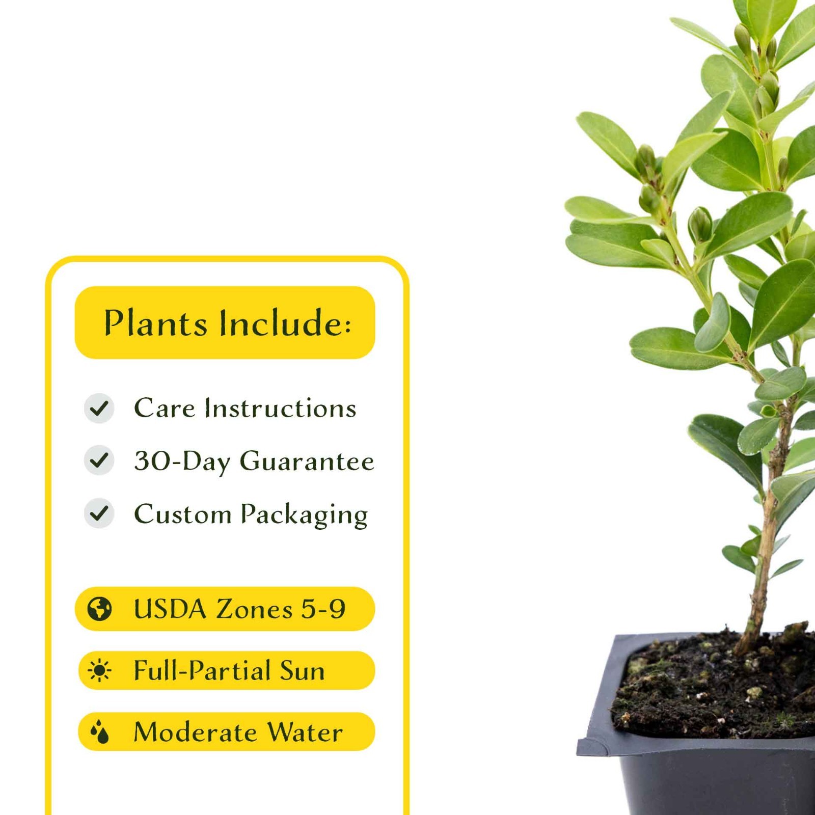 3 Japanese Boxwood Plants in 2.5” Cubes, Dense & Compact Evergreen Shrub (Buxus)