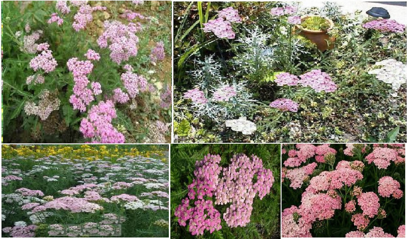 Pink Achilleas Yarrow * Apple Blossom * Over 100 Seeds