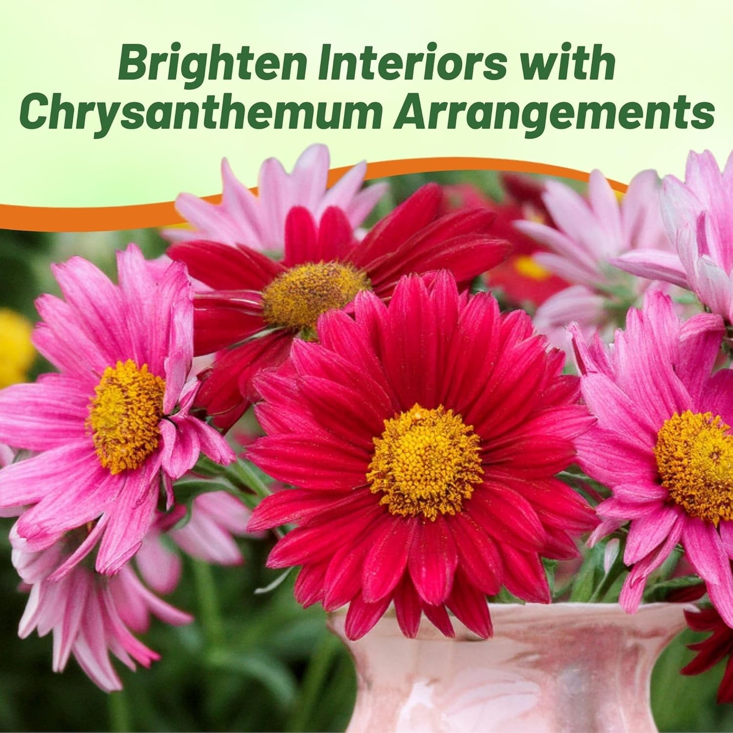 10000 Seeds Chrysanthemum Seed Mix For Planting Outdoors | Pyrethrum
