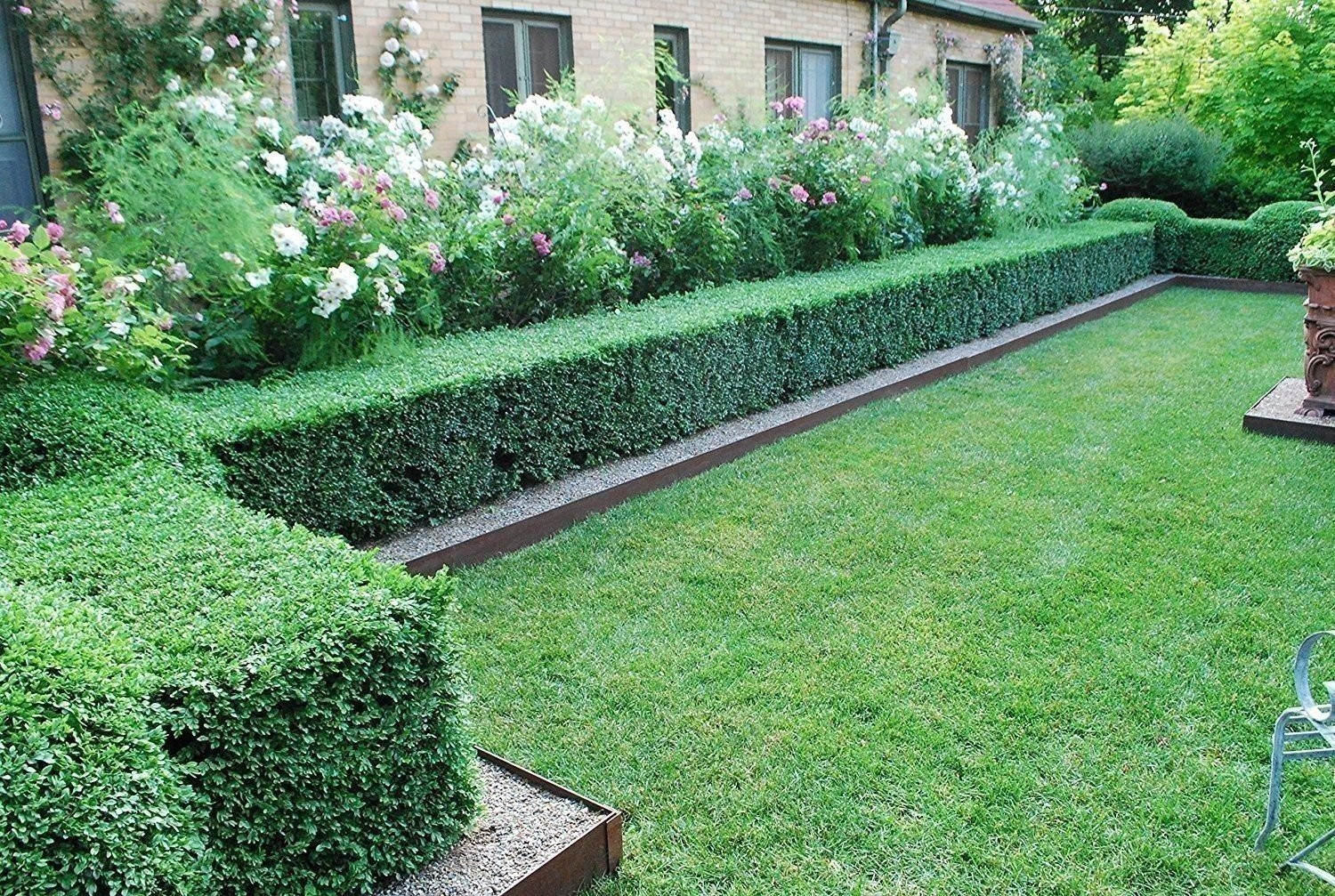 Boxwood Wintergem | 15 Live 2 Inch Plants | Buxus sinica | Evergreen Hedge Plant