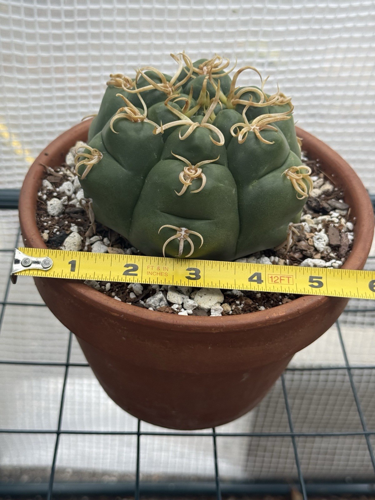 Gymnocalycium denudatum V. Braziliansis / Reaching 5 Inch Wide Now!