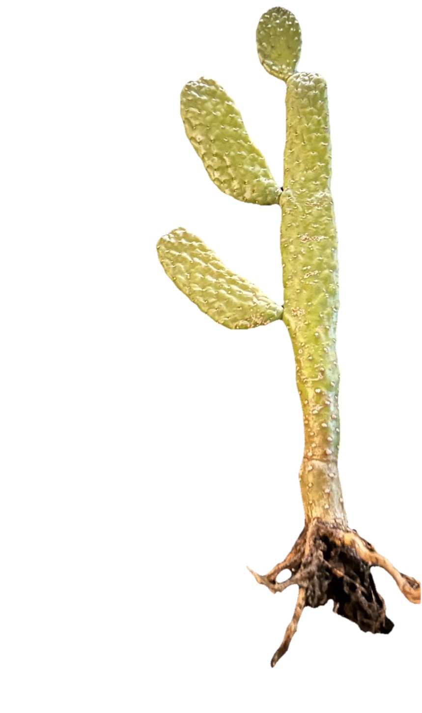 Consolea Rubescens Roadkill Cactus Cacti Rooted Succulent Spineless Plant Live