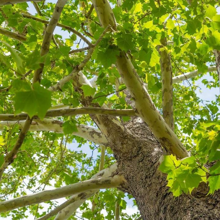 2 American Sycamore Trees – Live Plants – 10-12″ Tall Seedlings – Quart Pots