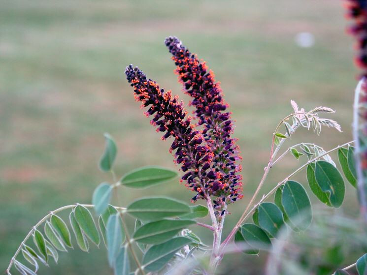 False INDIGO BUSH Amorpha Fruticosa – 150+ SEEDS
