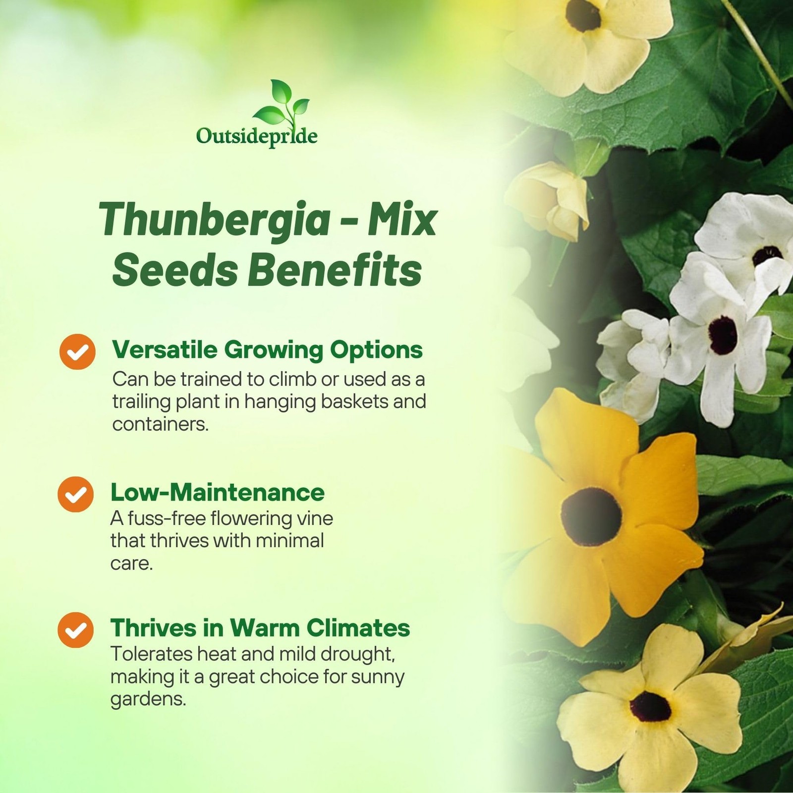 Sunrise Mix Thunbergia Black Eyed Susan Seeds – 100 Pcs Annual, Climbing Vine…