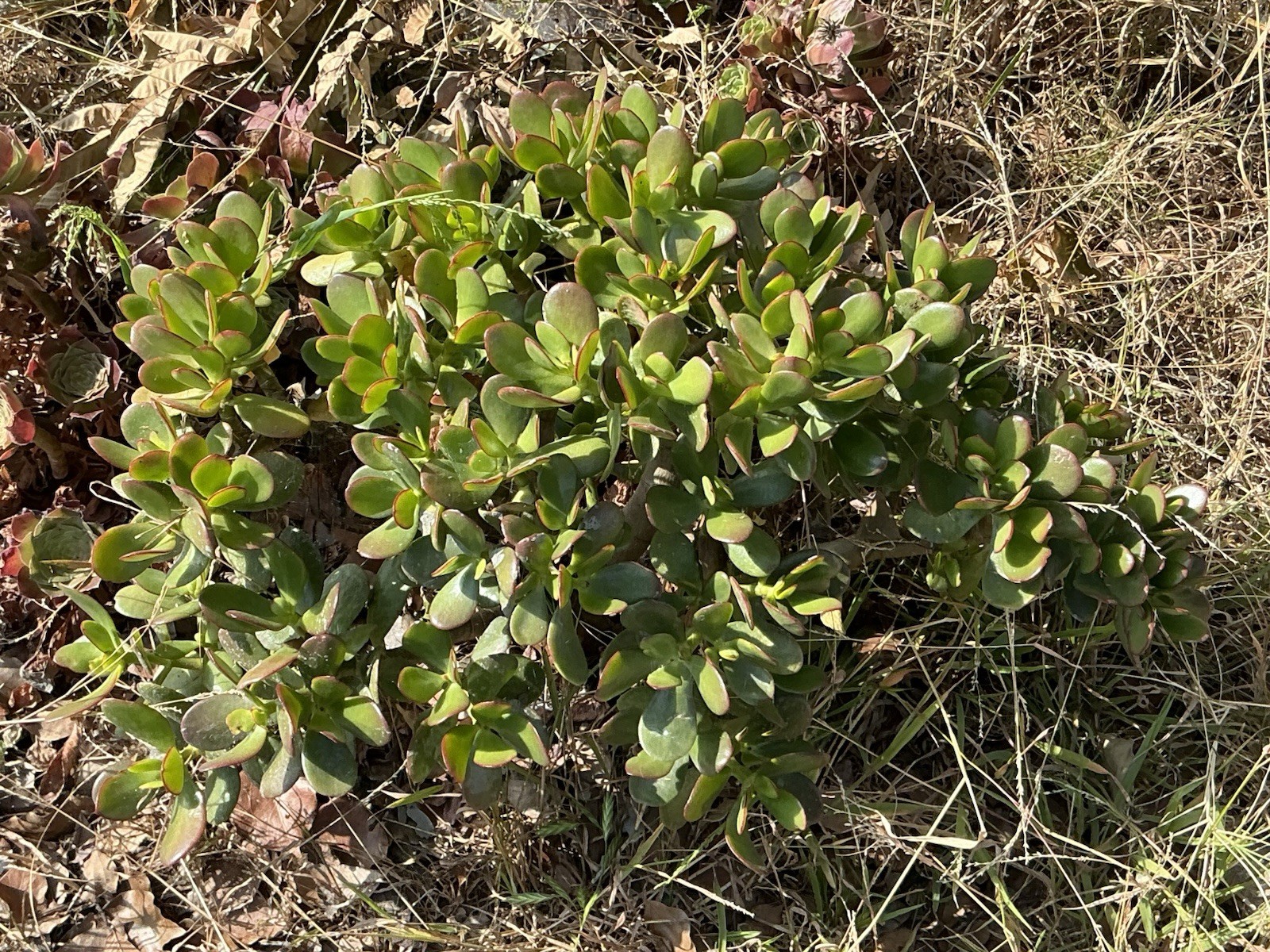 healthy jade plant with roots, Around 16” To 17” tall, rooted