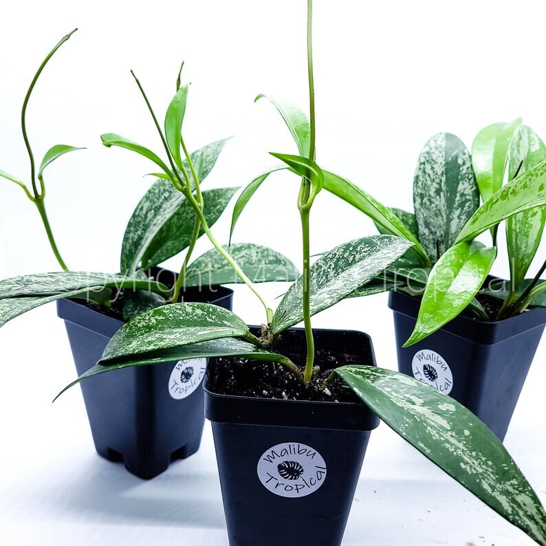 Hoya Pubicalyx Splash Live Houseplant 2.5″ Pot (Ships From California Nursery)