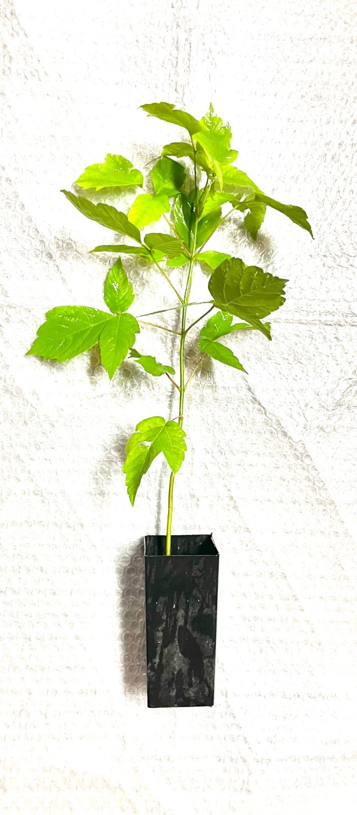 Box Elder (Acer negundo) Plug Grown Seedlings (3-Pack)