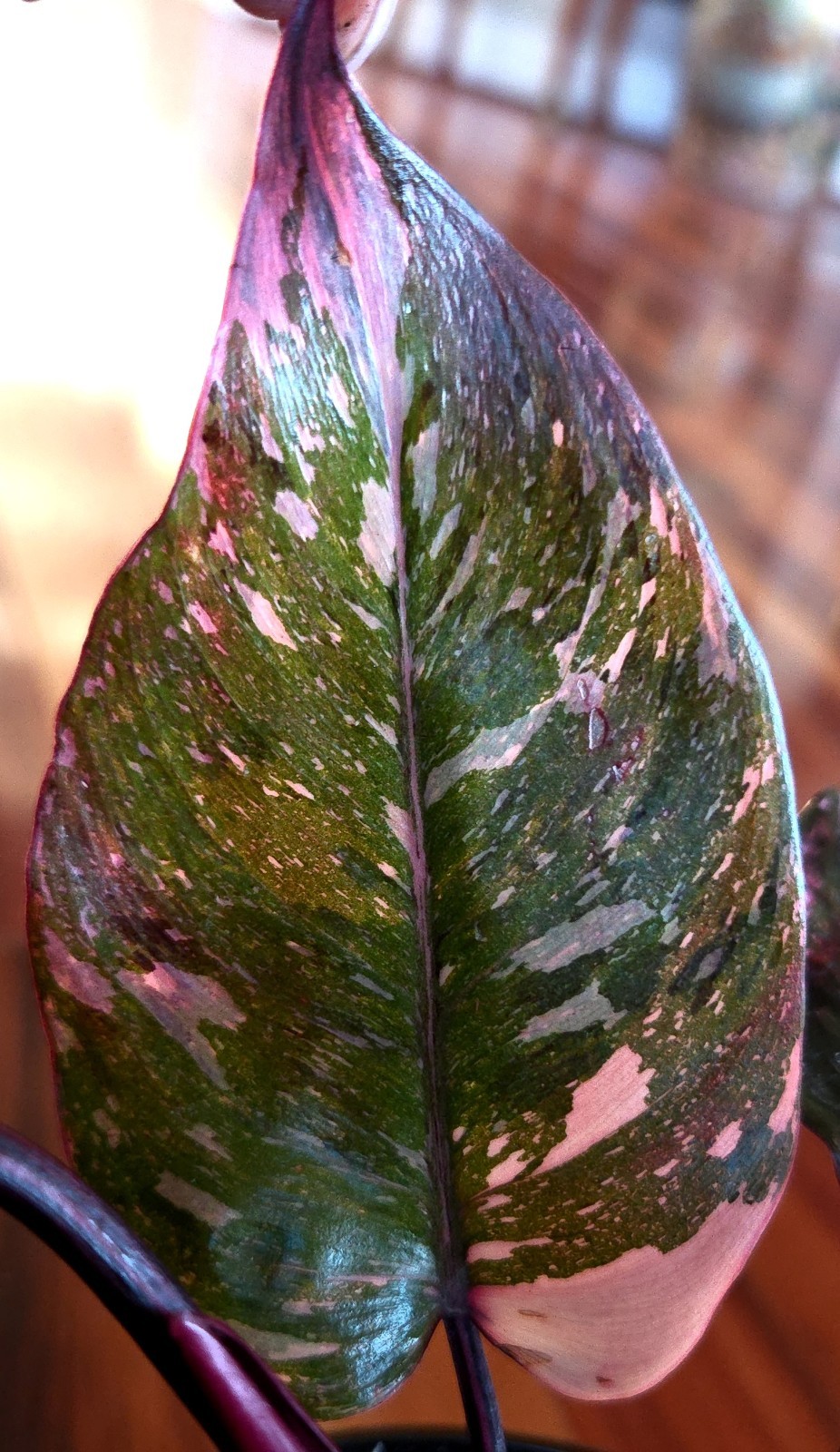 Rare Philodendron Dark Scarlet Princess 12″ Tall W Pups Not Anthurium Monstera