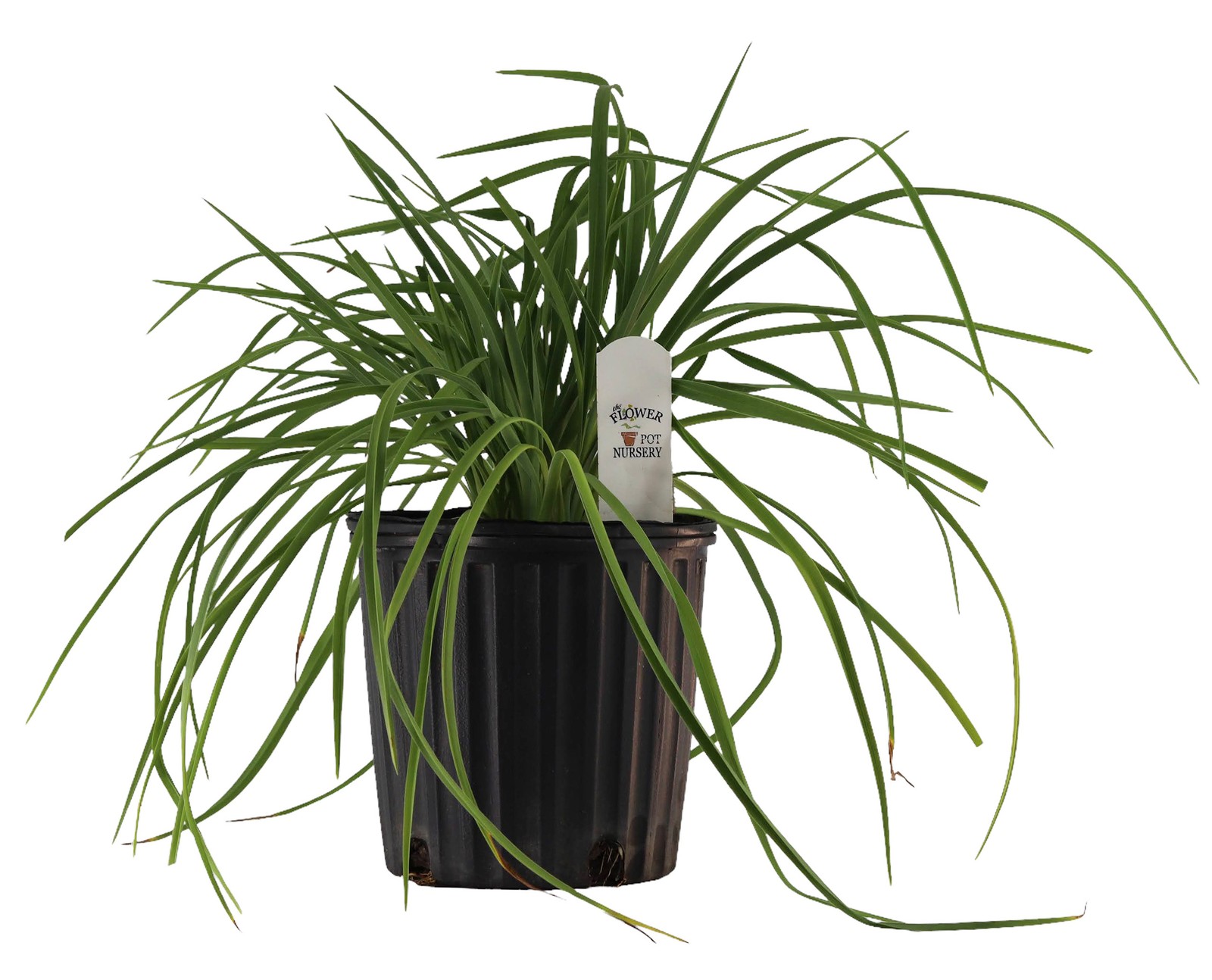 FlowerPotNursery Assorted Daylily Hemerocallis spp. Assorted Colors 1 Gallon