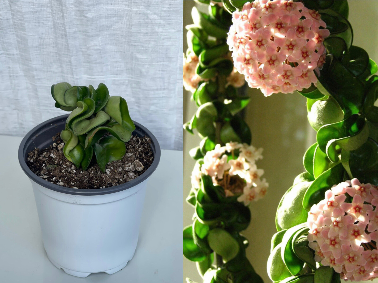 Hoya Hindu Rope 4”