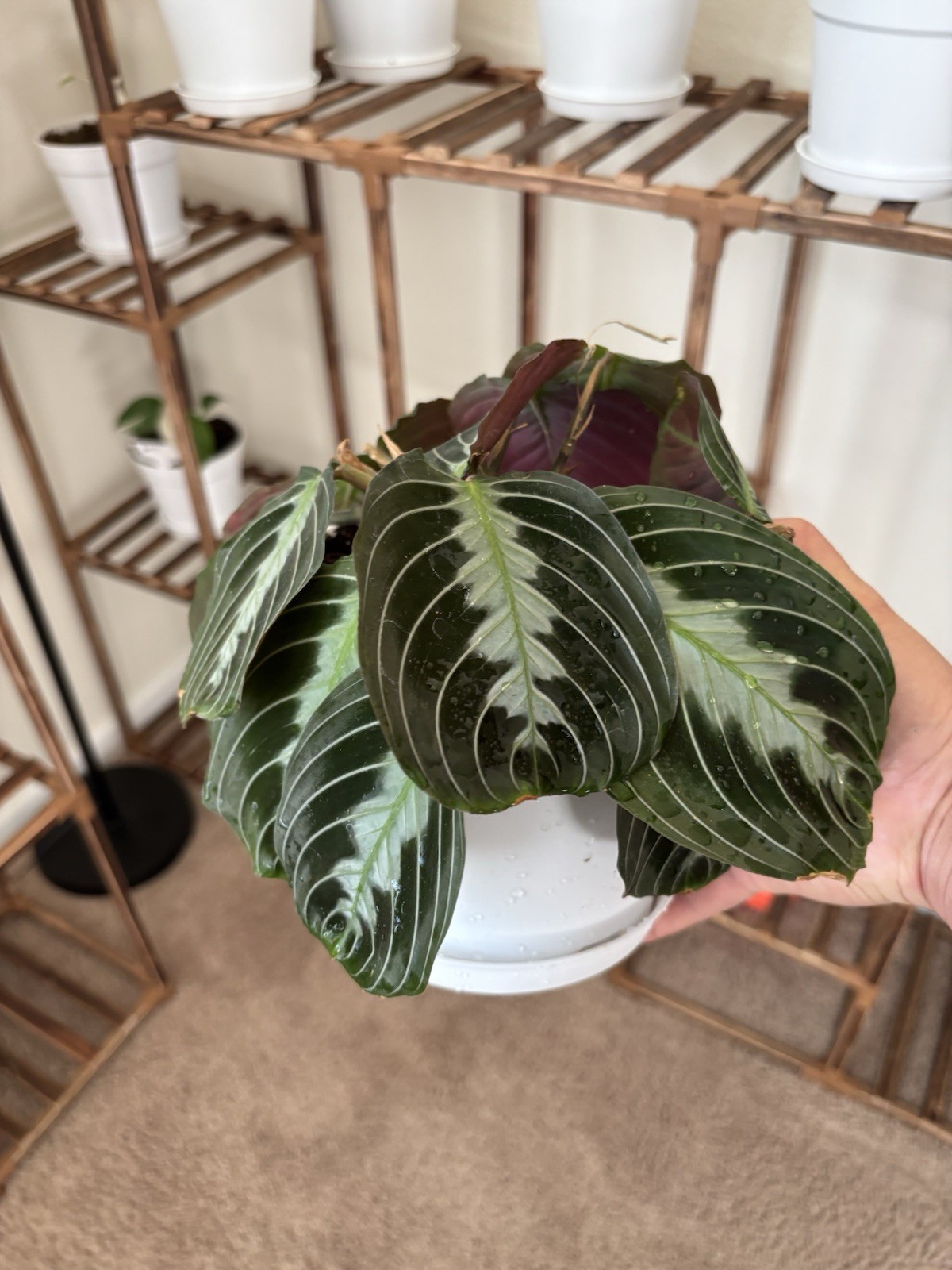 Marantha Black Prayer 6″ Pot Rare Exact Plant #010