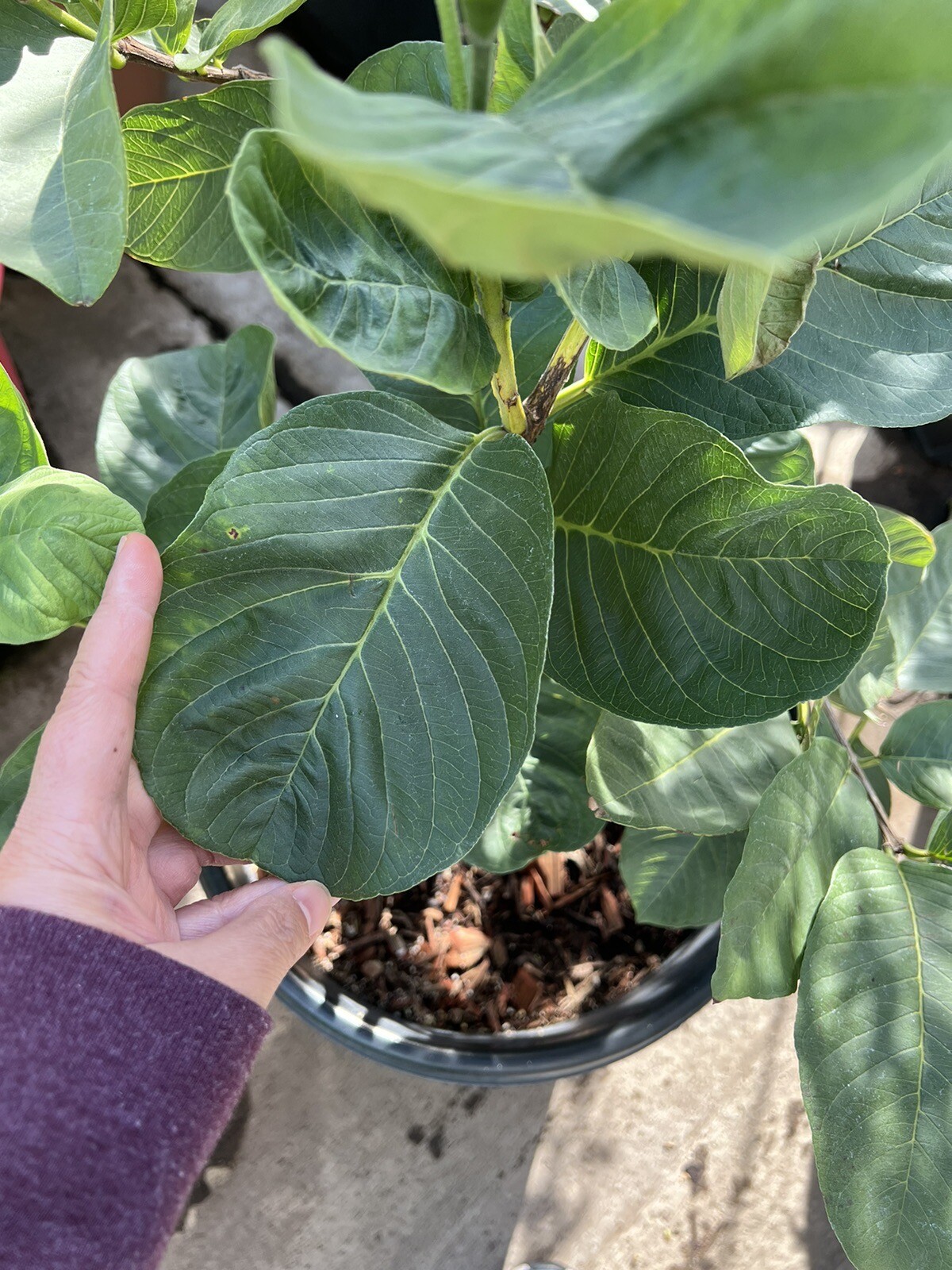 2.Airlayer Taiwan White Seedless & Thai square seedless Guava Tree ( 3 1/2 Feet)