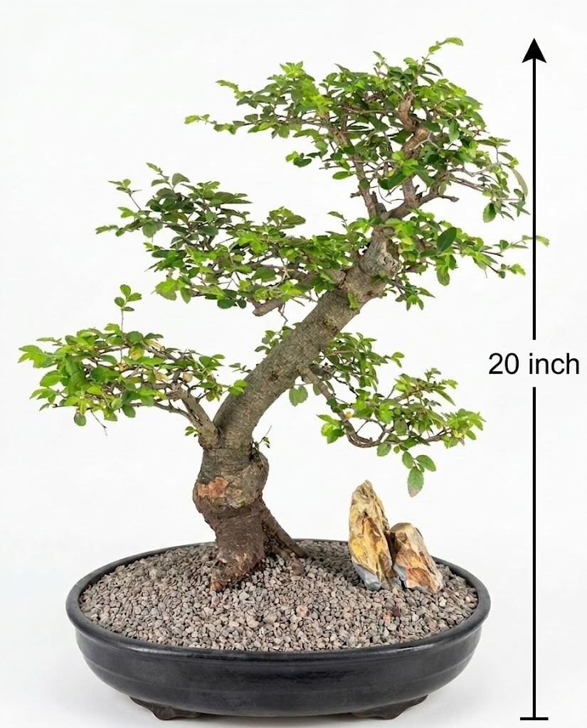 Chinese Elm Bonsai Tree Live Indoor Plant Curved Tiered 25 Yr Old 20 In Mica