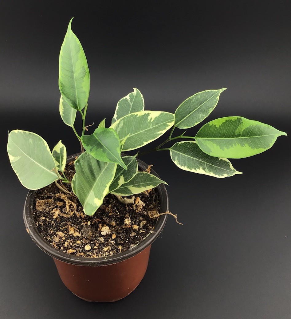 Ficus benjamina Variegated Weeping Fig Live Houseplant with Roots FREE SHIPPING