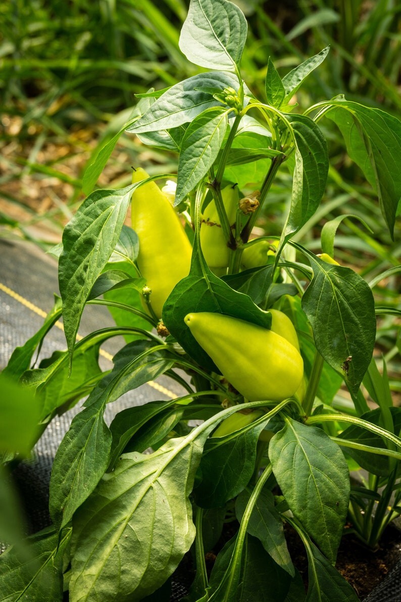 Zoltans Paprika Sweet Pepper Premium Seed Packet
