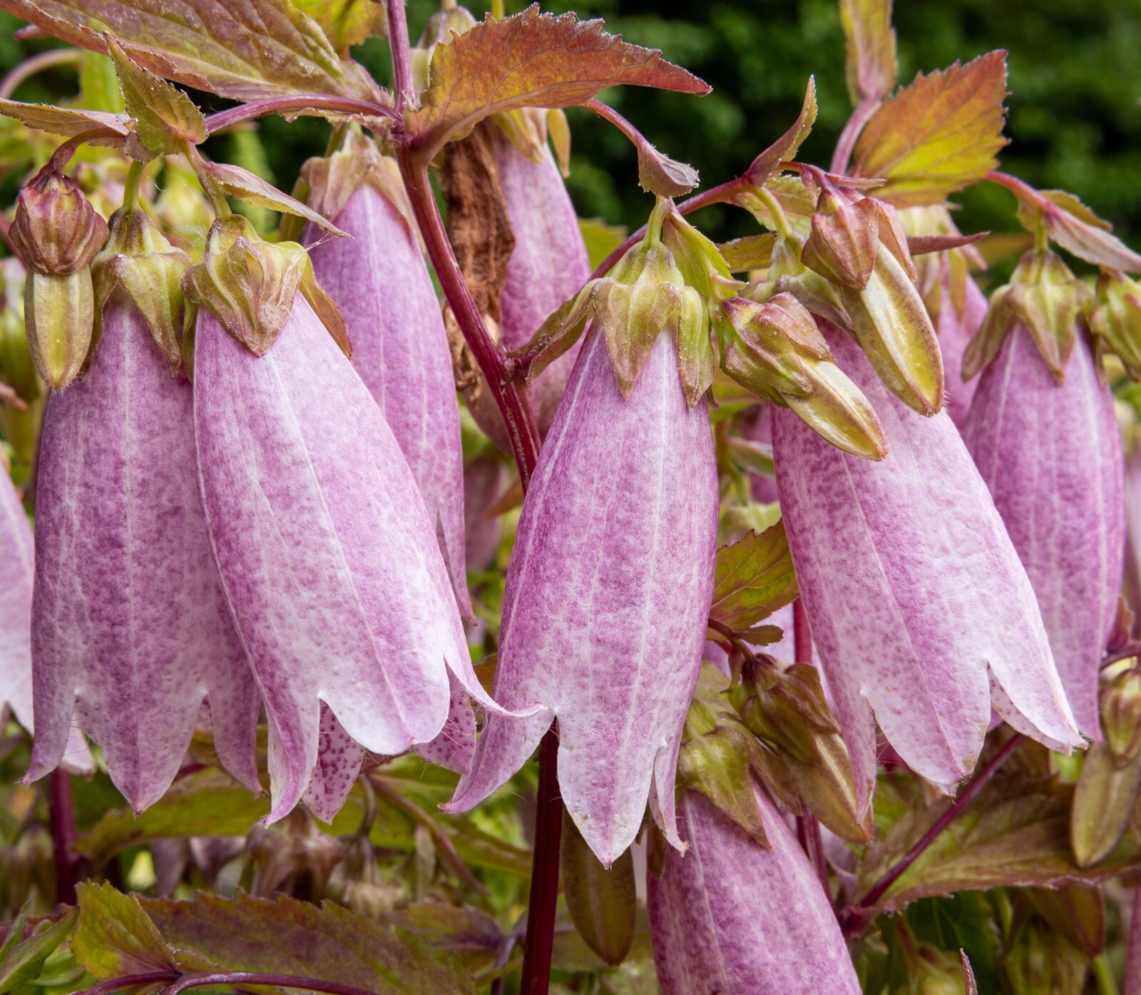 spotted bellflower pink-white-purple mix 150 seeds campanula takesimana-punctata