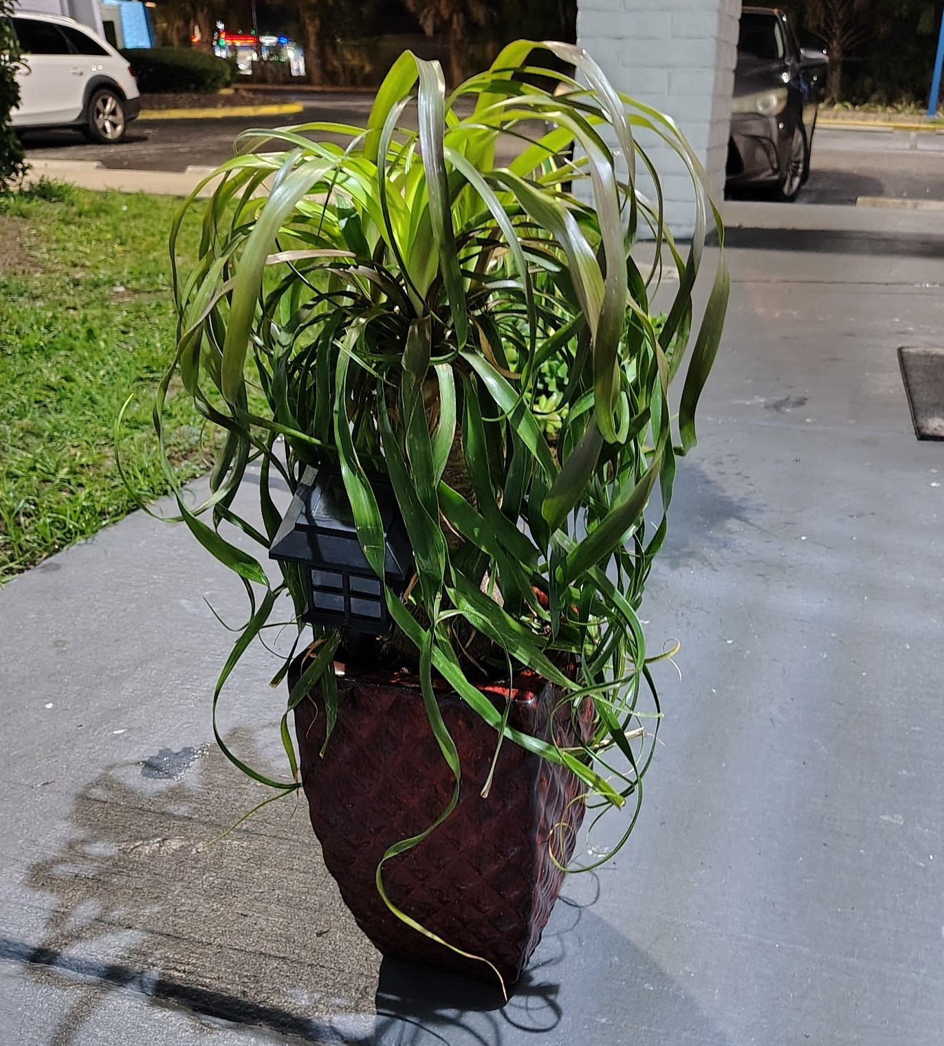 Ponytail Palm (Beaucarnea) Live Potted Houseplant Green 12 in, Red Pot