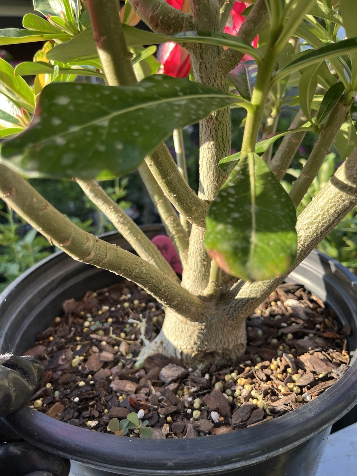 Own Root 7-8Years Old Doubles Petals Desert Rose In 3 Gallons Pit 20-25 In Tall