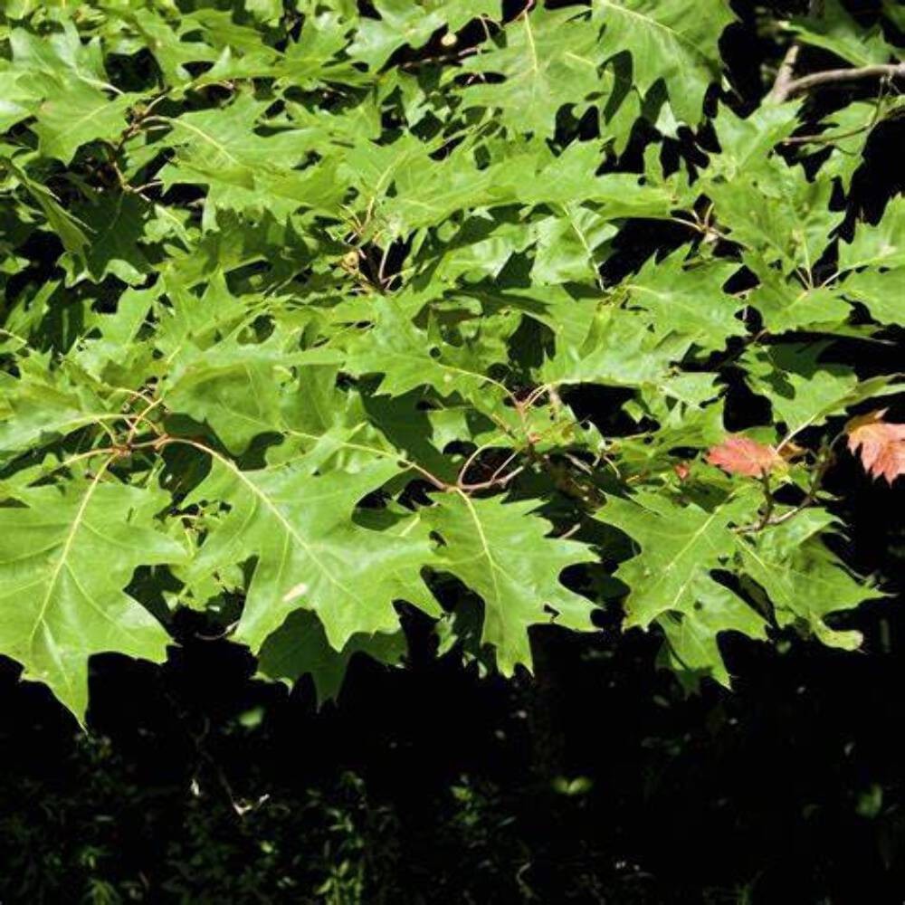 Northern Red Oak Tree – Native Shade Tree, Fall Color, Potted, Full-Part Sun, Zo