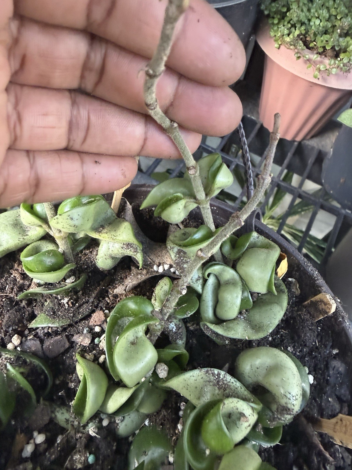 hoya hindu rope plant