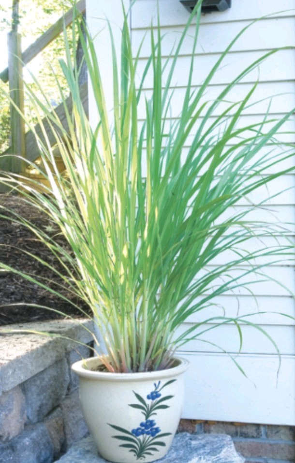 Lemon Grass Plant: Can Be Used In Tea, Cooked In Soup, Used In Asian Foods.