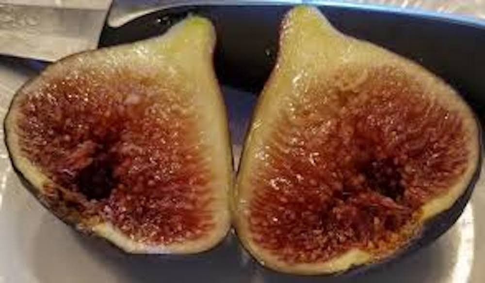 5 Brown Turkey Fig Tree Starter Plug ( ficus carica ‘ Brown Turkey’) Bare Root