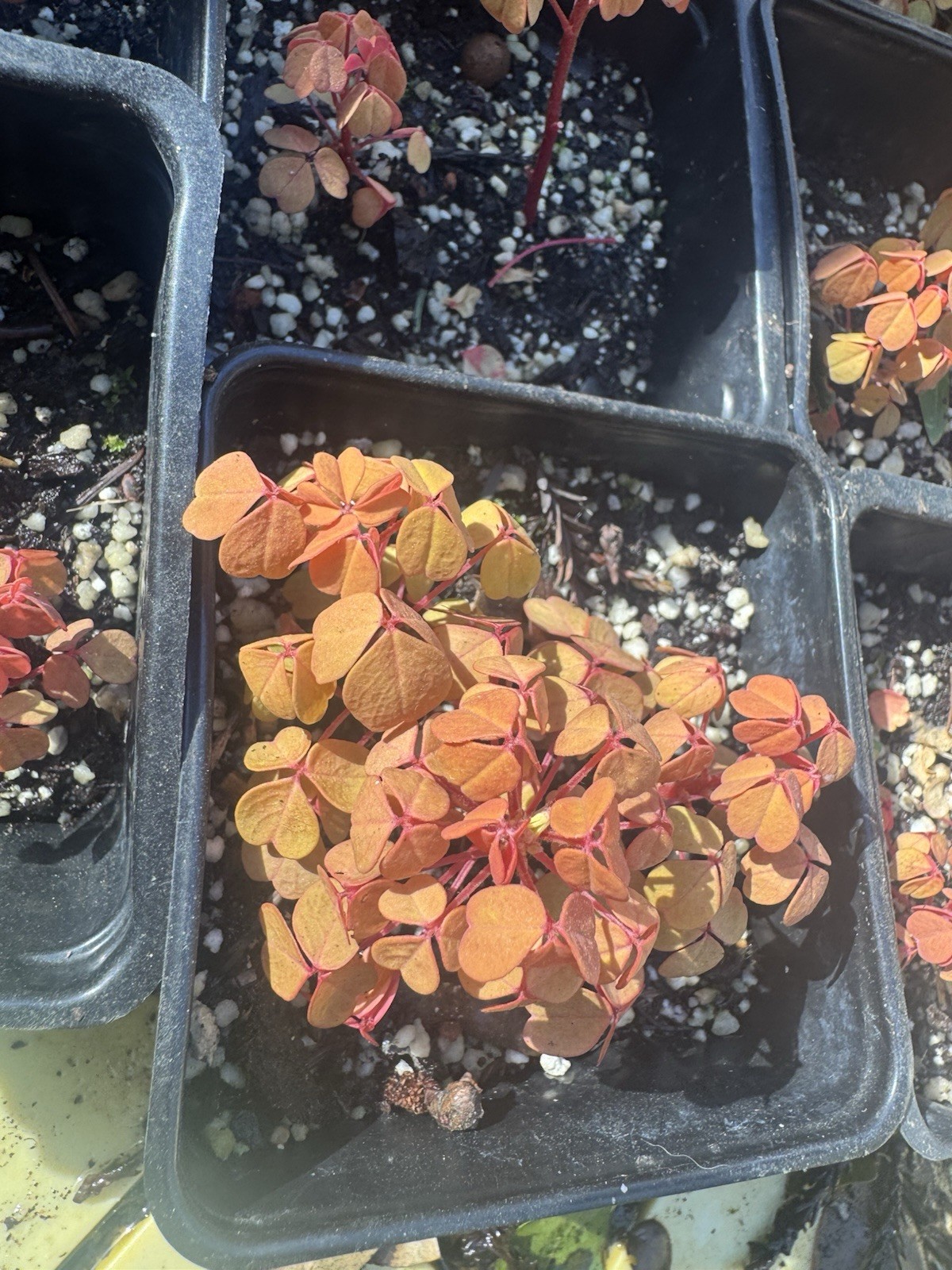 Orange oxalis, Potted Houseplant Orange Green Indoor Outdoor Temperate Plant
