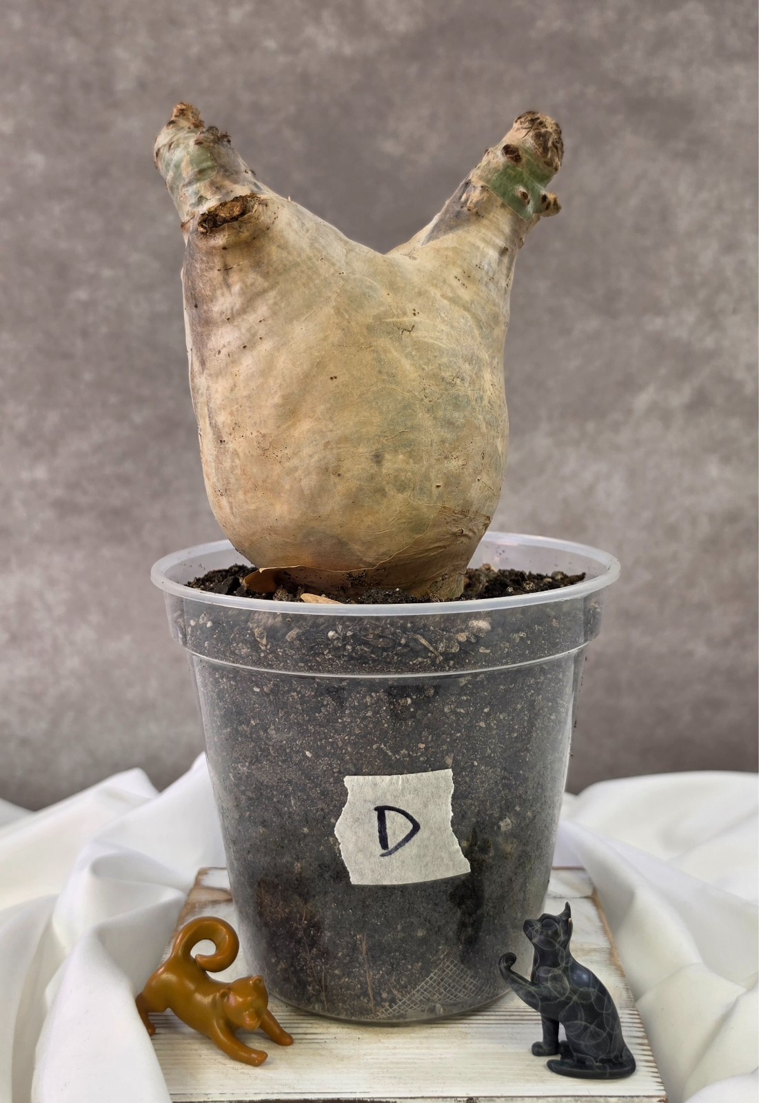 SO CHUNKY!!! Cyphostemma Uter var. Macropus (Angola) – Succulent not Pachypodium
