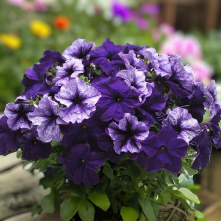 Petunia Seeds Flowers Perennial Flowers Seed Annual US SELLER 175 Seeds Garden