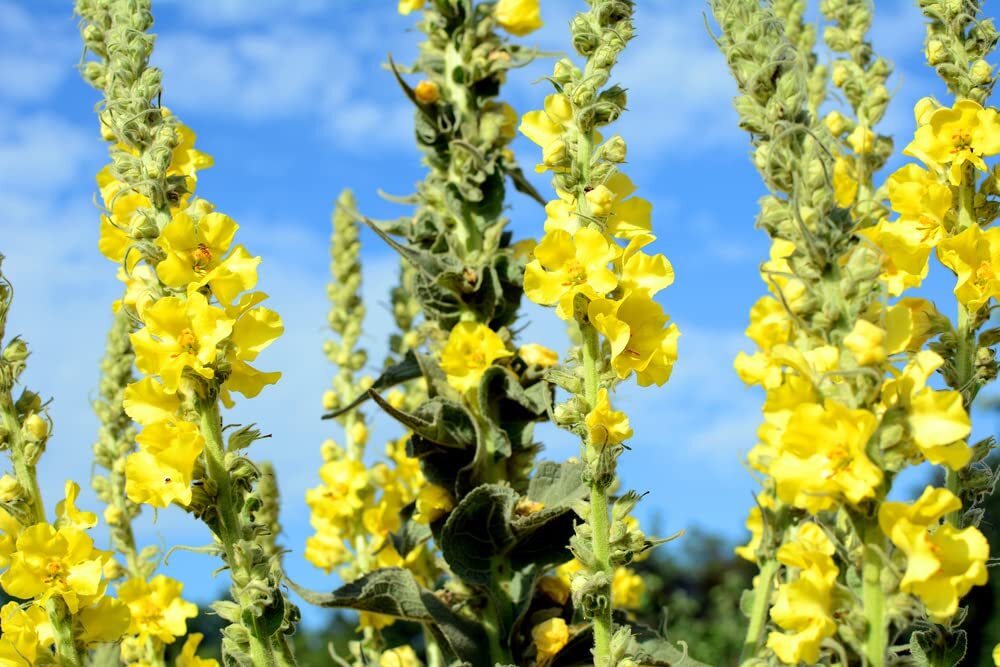 Bulk 100 Seeds Mullein Seed Ornamental Plant Flowering, Heirloom- Non GMO – Open