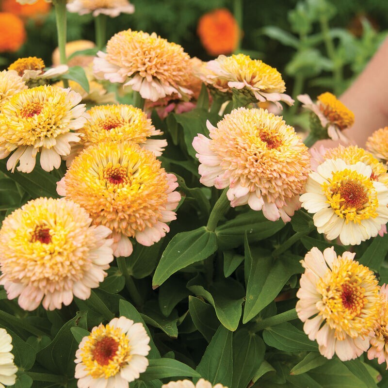 100+ Zinderella Peach Zinnia Seeds for Garden Planting – USA – FREE SHIPPING!
