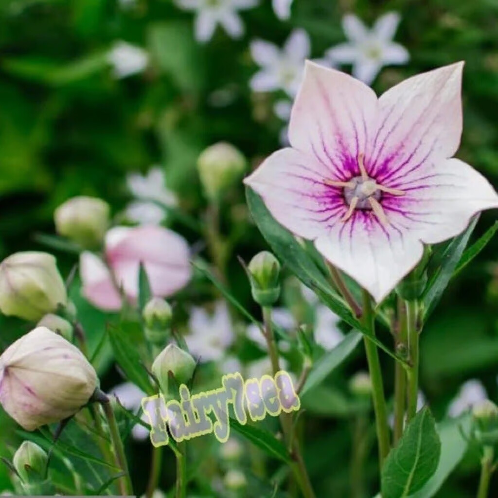 Balloon Flower Seeds – Platycodon Grandiflorus – Rose Balloon Flower