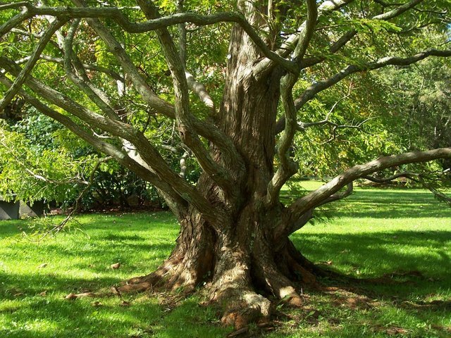 Dawn Redwood, Metasequoia glyptostroboides, Tree Seeds (Fast, Fall Color)