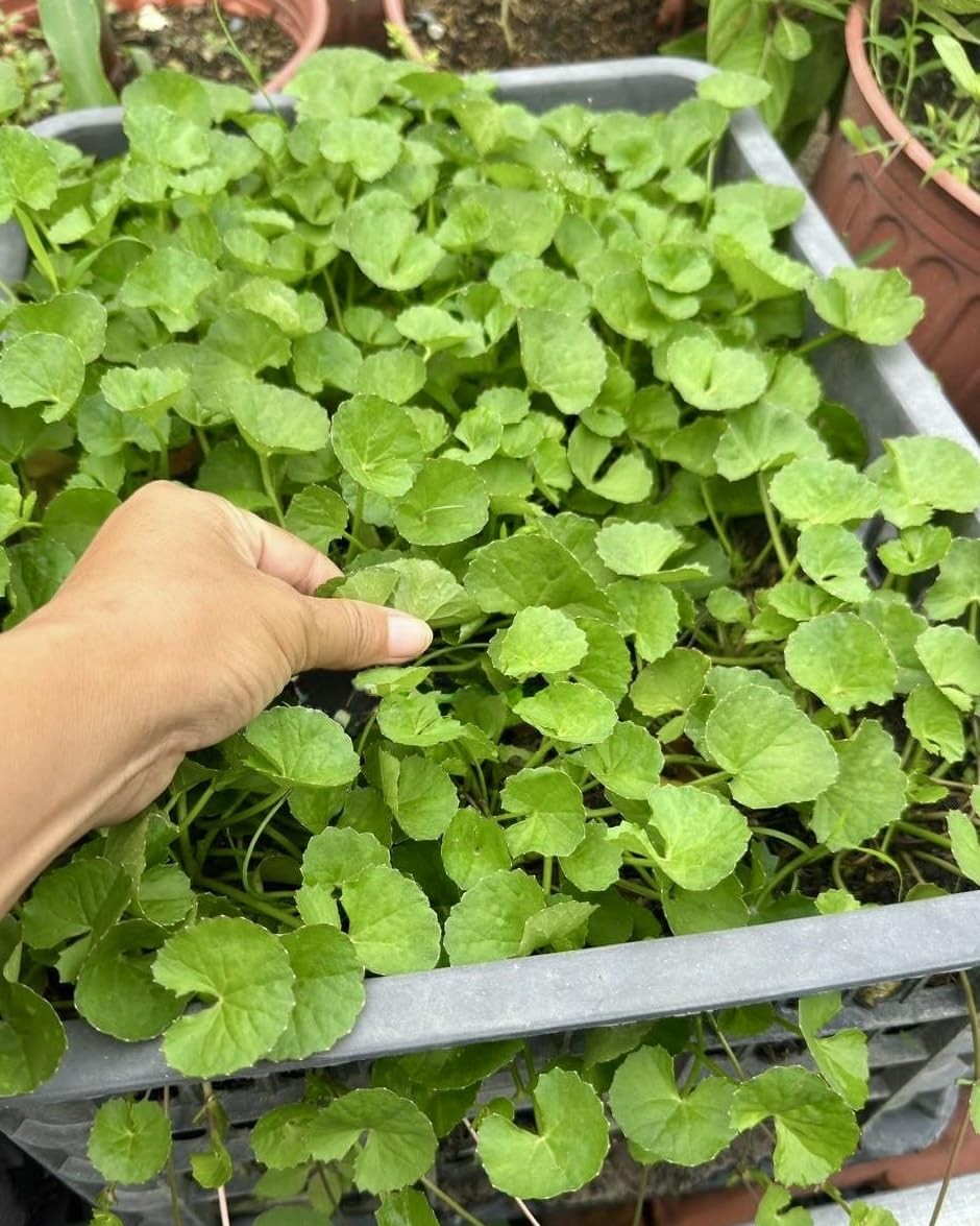 1200 Centella Seeds – Gotu Kola, Rau Má, Asiatica, Asiatic Green