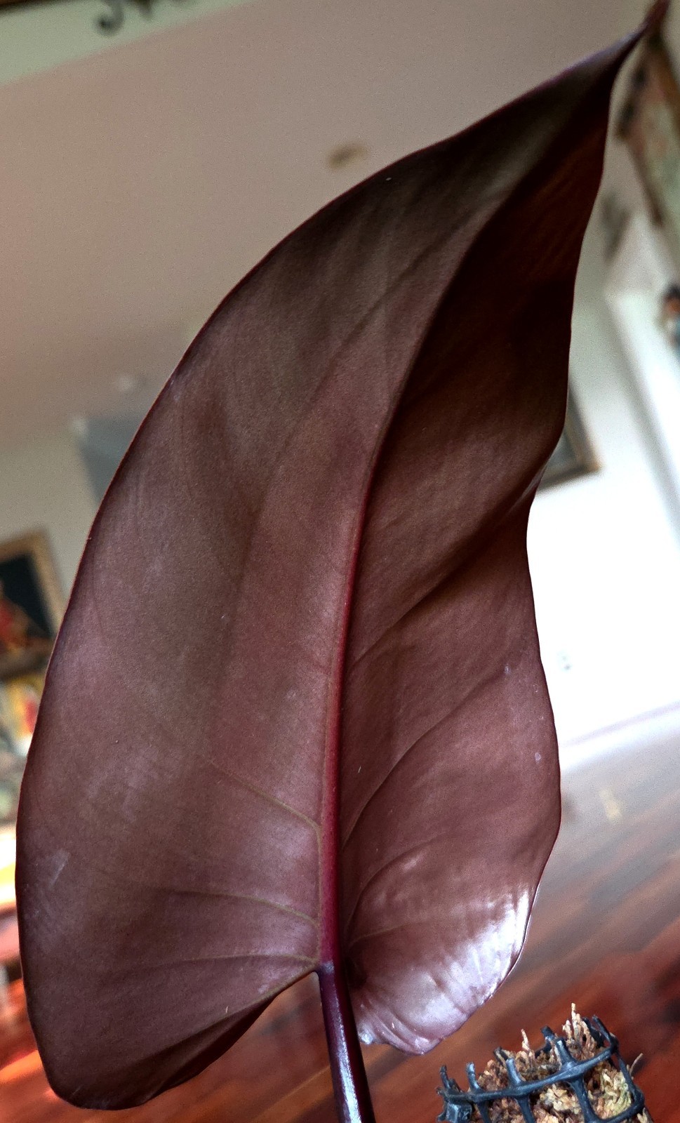 Rare XL Philodendron Majesty 27″ Tall Aroid Not Monstera Anthurium Syngonium