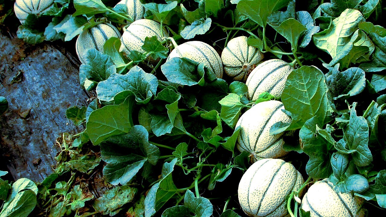 10 Charentais Melon Cantaloupe Seeds NON~GMO Organic Garden Fruit Hybrid Plant